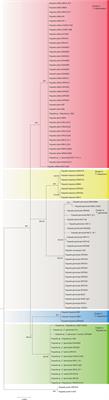 Plastid DNA sequences and oospore characters of some European taxa of Tolypella section Tolypella (Characeae) identify five clusters, including one new cryptic Tolypella taxon from Sardinia, but they do not coincide with current morphological descriptions